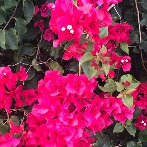 Meet your Posher, Shey